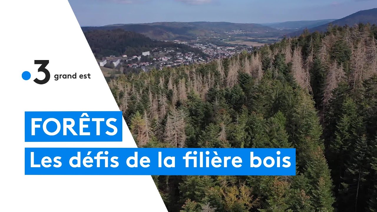 Le bois, une filière aux débouchés multiples qui recrute