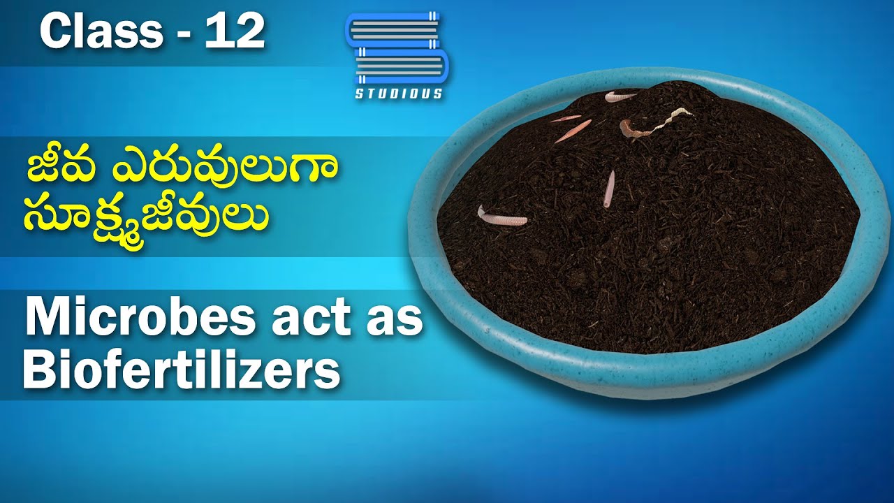 సూక్ష్మజీవులు – Microbes act as Biofertilizers | Microbes in Human Welfare | Biology | Class 12