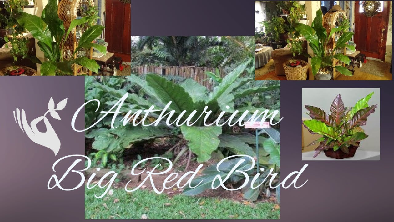 Anthurium Big Red Bird Care