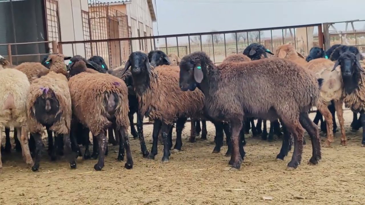 30 Baş Qissar Cinsi Damazlıq Boğaz Dişi Toğlular Satilir Tel:051.792.83.28