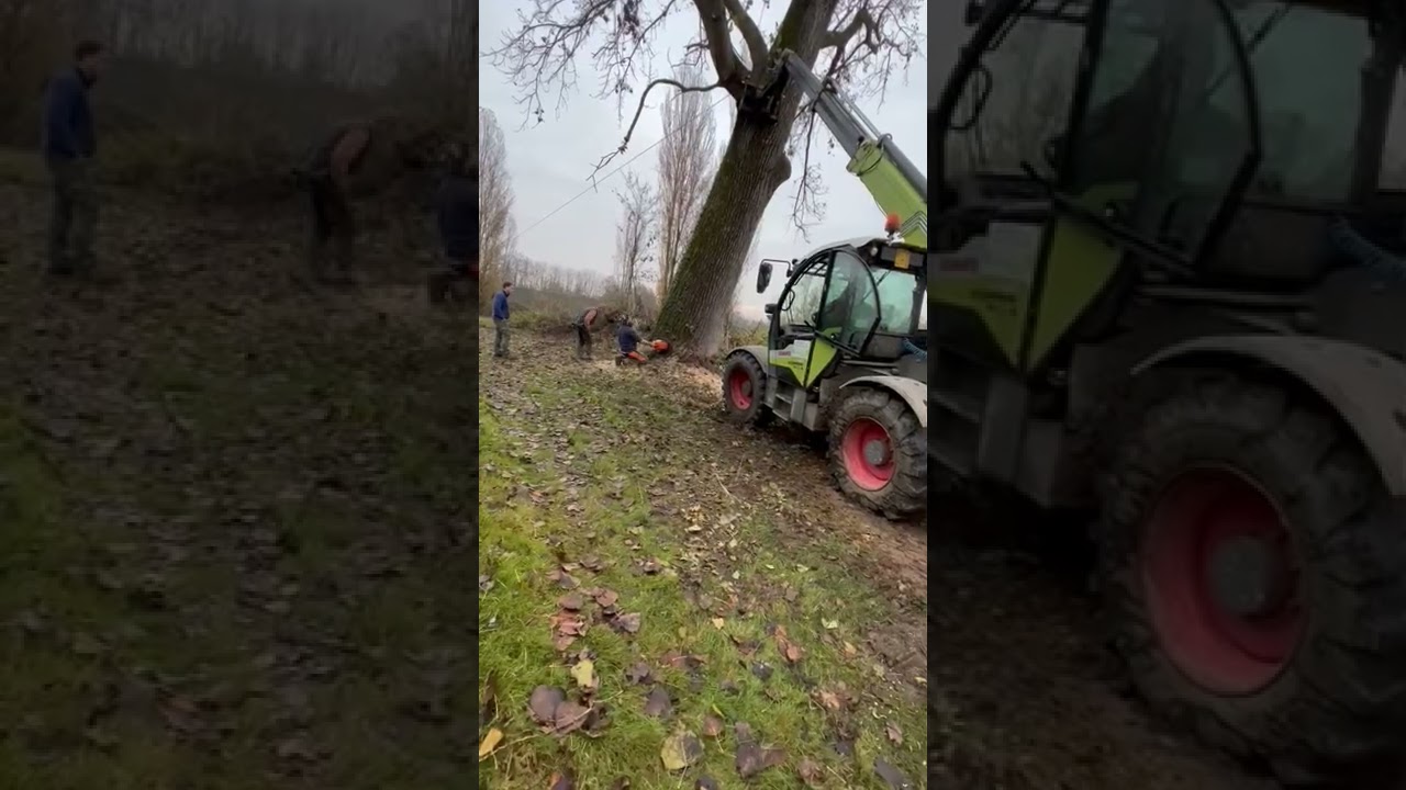 Abbattimento Pioppone Pericoloso 🌳💪