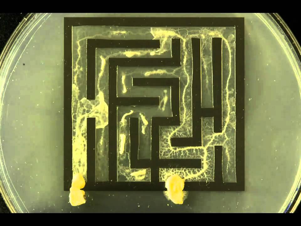 Slime mold solving maze