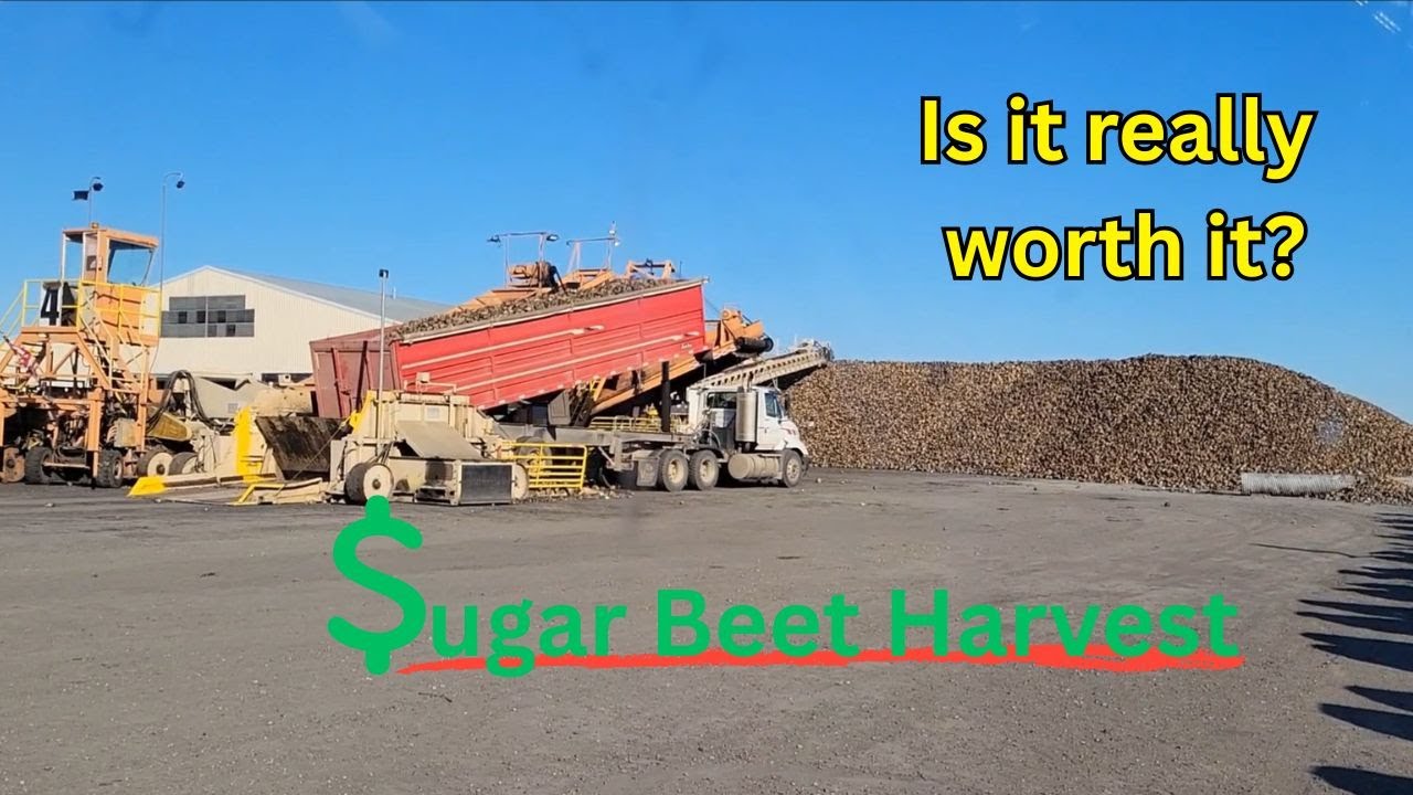 North Dakota Sugar Beet Harvest — Was It Worth It?