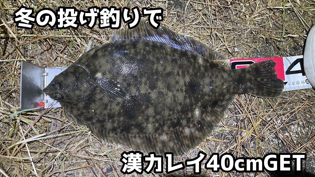 冬の投げ釣りで漢カレイ40cmGET