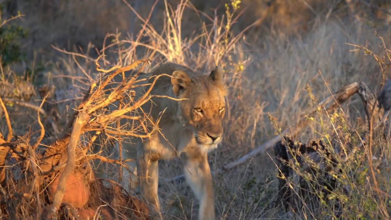 Is the Kambula lioness PREGNANT?