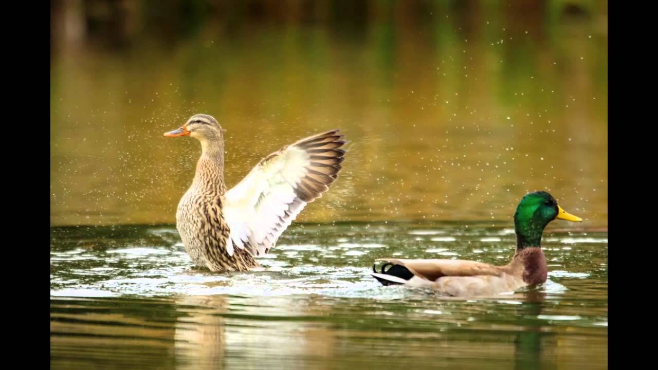David Archer's Bird Photography slideshow   HD 720p