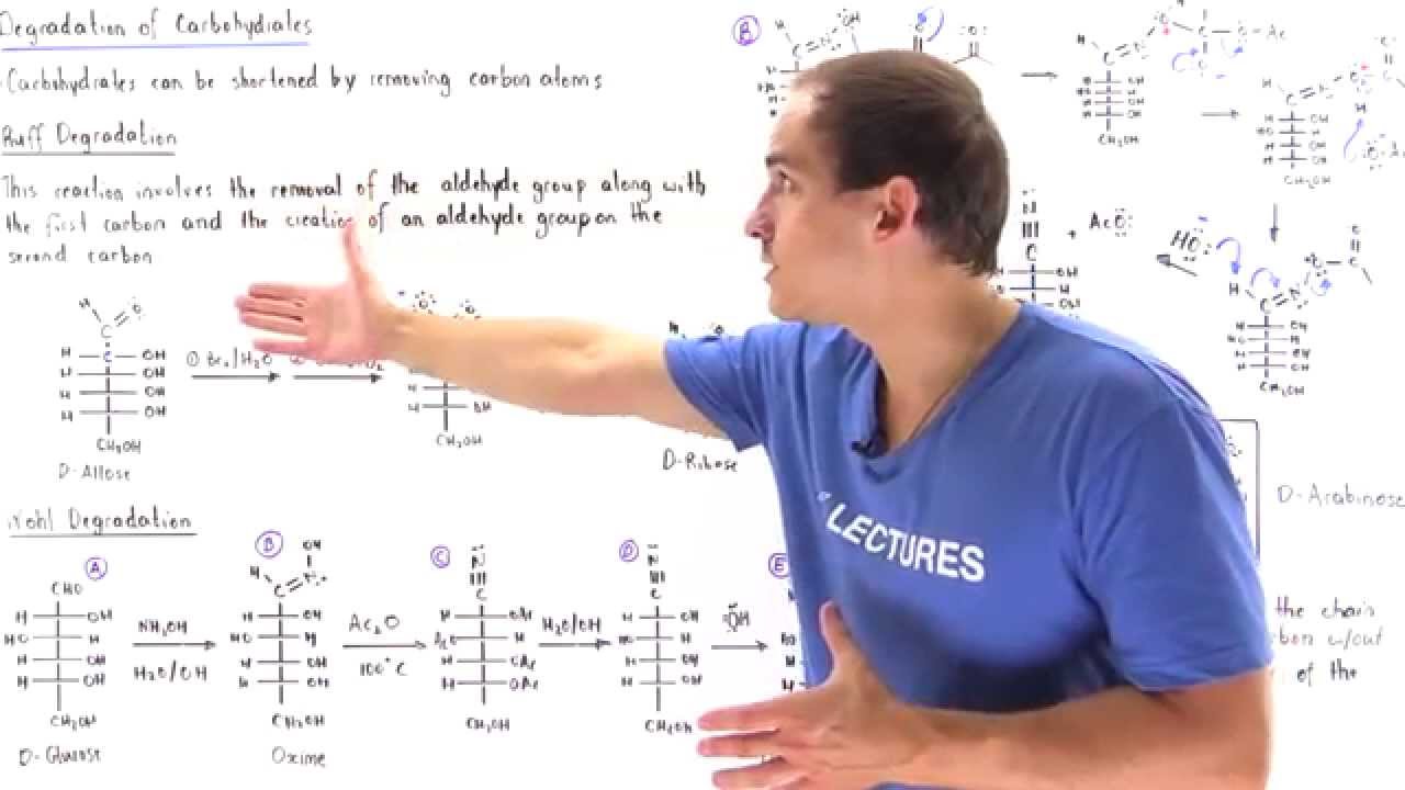 Degradation of Carbohydrates