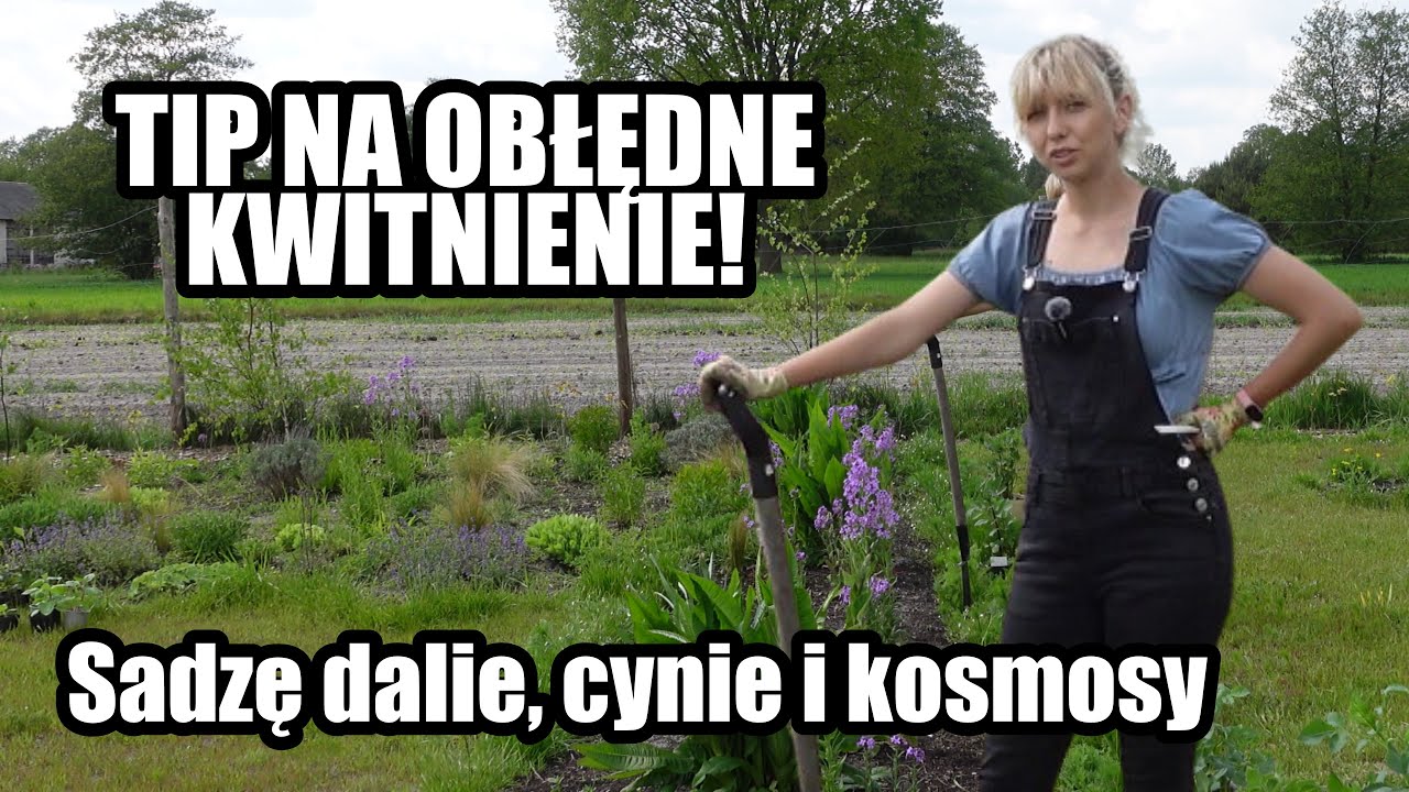 Rabata z kwiatami jednorocznymi. Sadzenie dalii, cynii i kosmosów – moje tipy na obfite kwitnienie