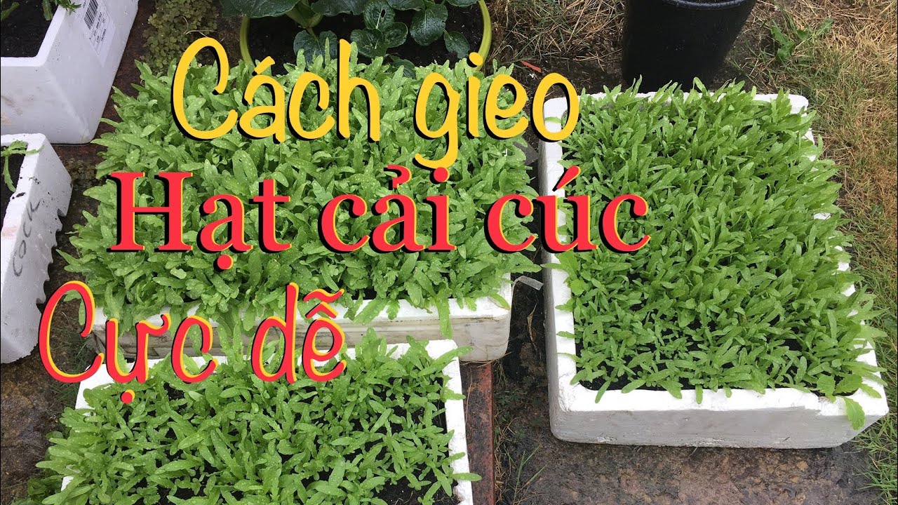 #108.c&aacute;ch gieo cải C&uacute;c cực dễ v&agrave; c&aacute;ch b&oacute;n nước hiệu quả.