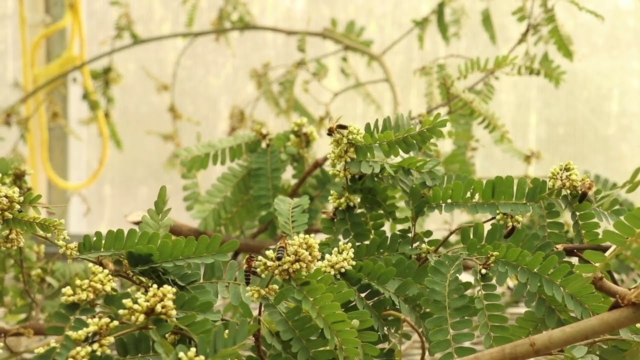 Giant honeybee Apis laboriosa foraging on Indigofera flowers in captive