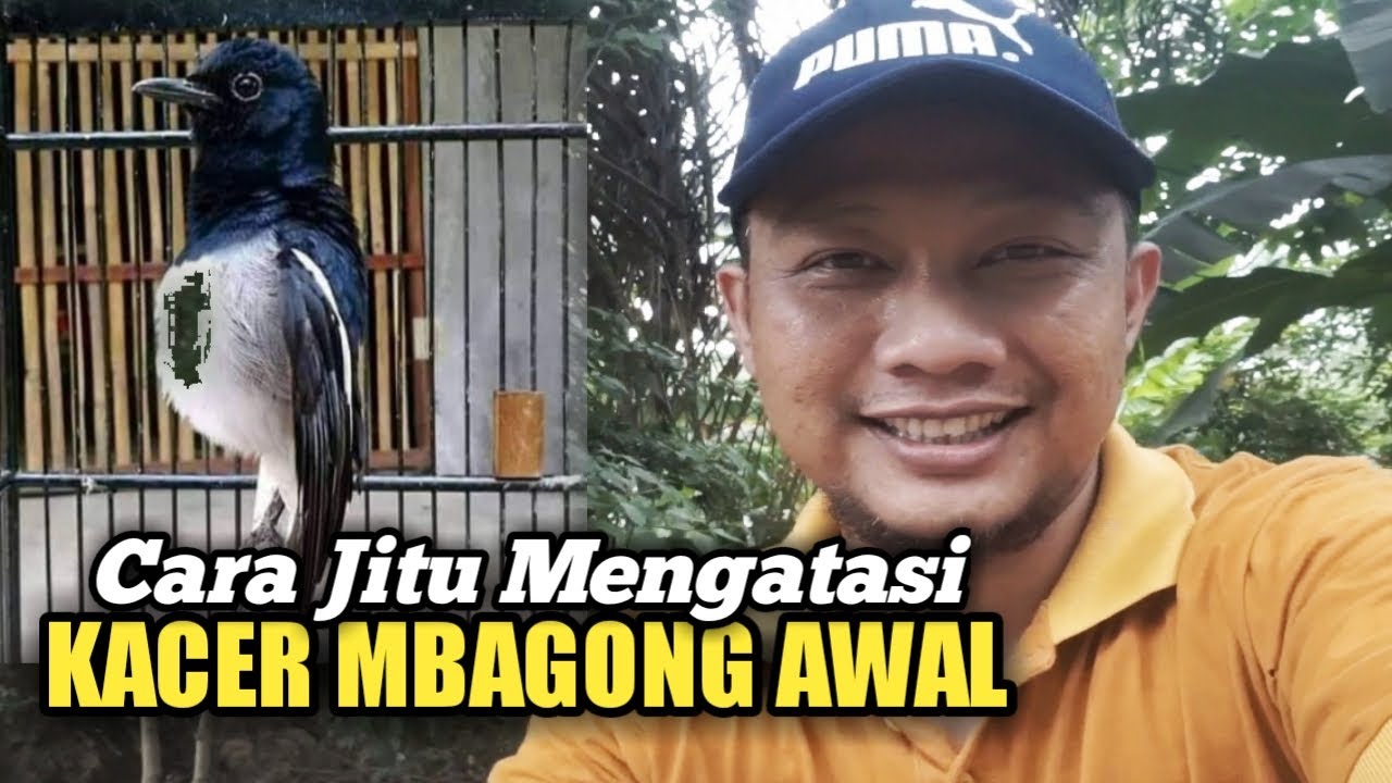 Cara Jitu MENGATASI KACER MBAGONG AWAL