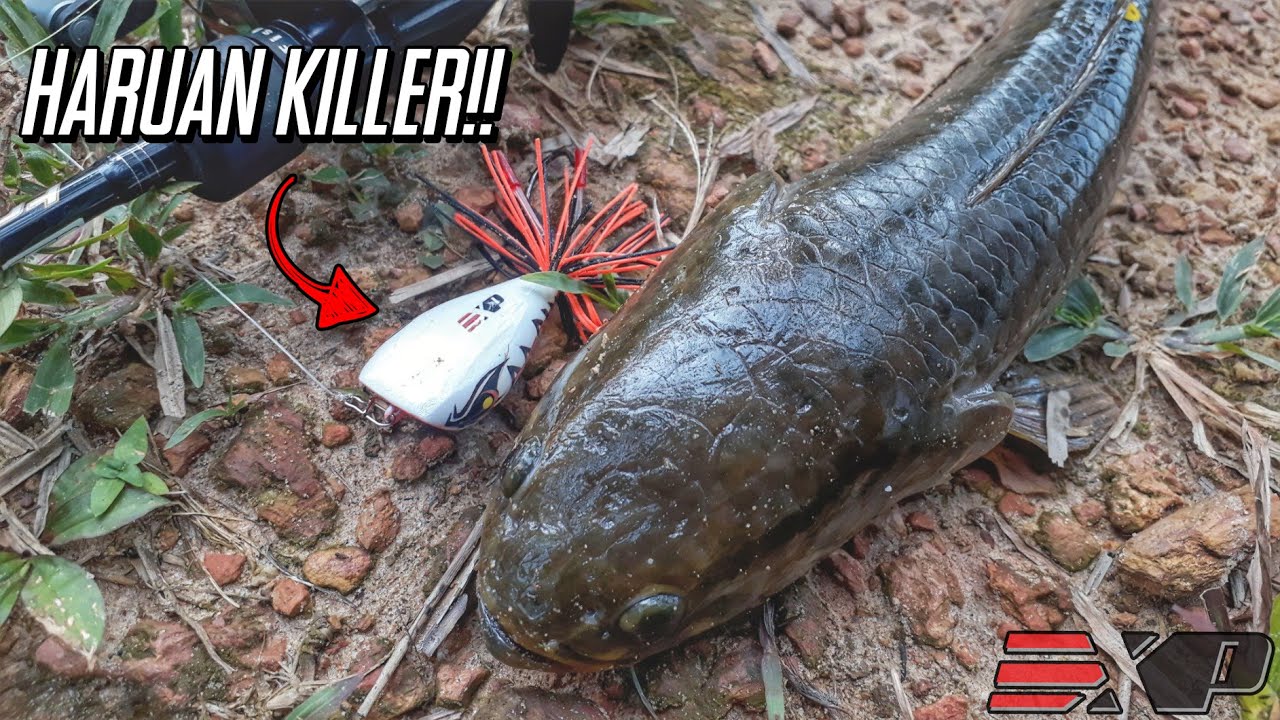 | Haruan Paya Sawit Mengamuk | Ep. 56 | Casting Ikan Haruan @ Gabus | EXP Hunter Jump Frog |