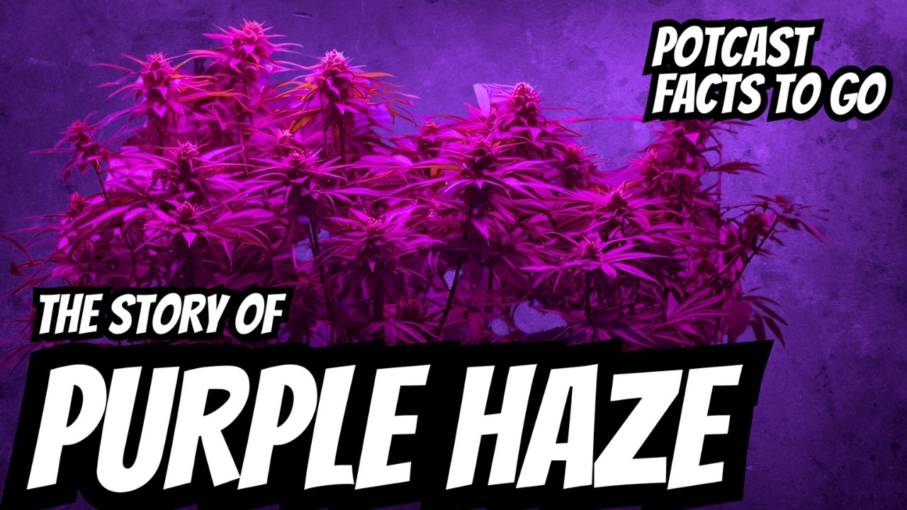 Potcast &mdash; Интересные факты &mdash; История Purple Haze &mdash; Выращивание каннабиса