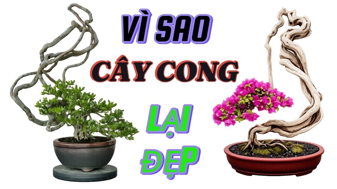 Bonsai đẹp ở đường cong – Vẻ đẹp của biến hóa và nhịp điệu tự nhiên#bonsai#盆景#bonsaidep