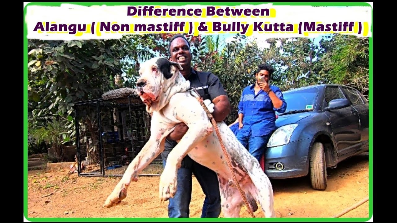 Difference Between Alangu ( Non mastiff  or Non Molosser ) And Bully Kutta (Mastiff  or Molosser )