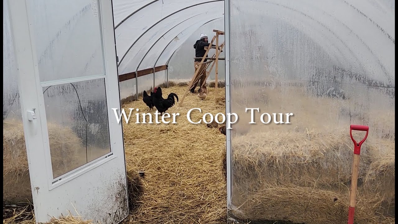 Winter Coop Tour (Keeping Ducks/Chickens In Hoop House)