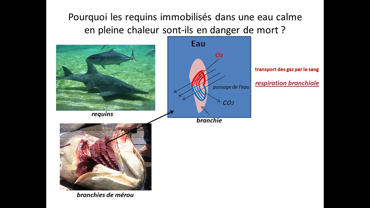 Echange des gaz entre les vivants et leur milieu (23)