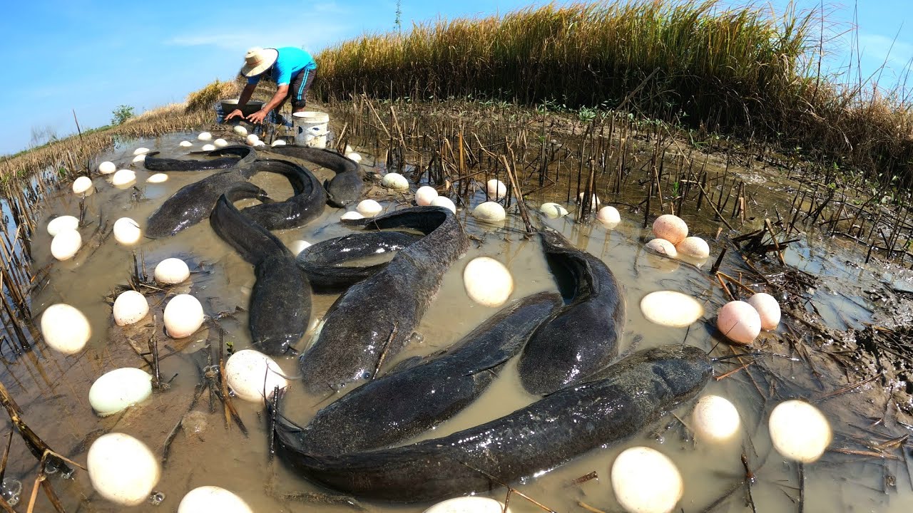 WOW WOW  ! Pick up duck eggs and catch lots of fish near the road.