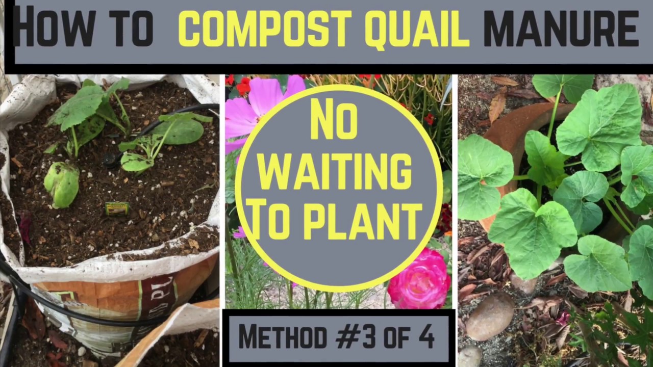 How to Compost Quail and Chicken Manure:  No Waiting, Plant Right Away