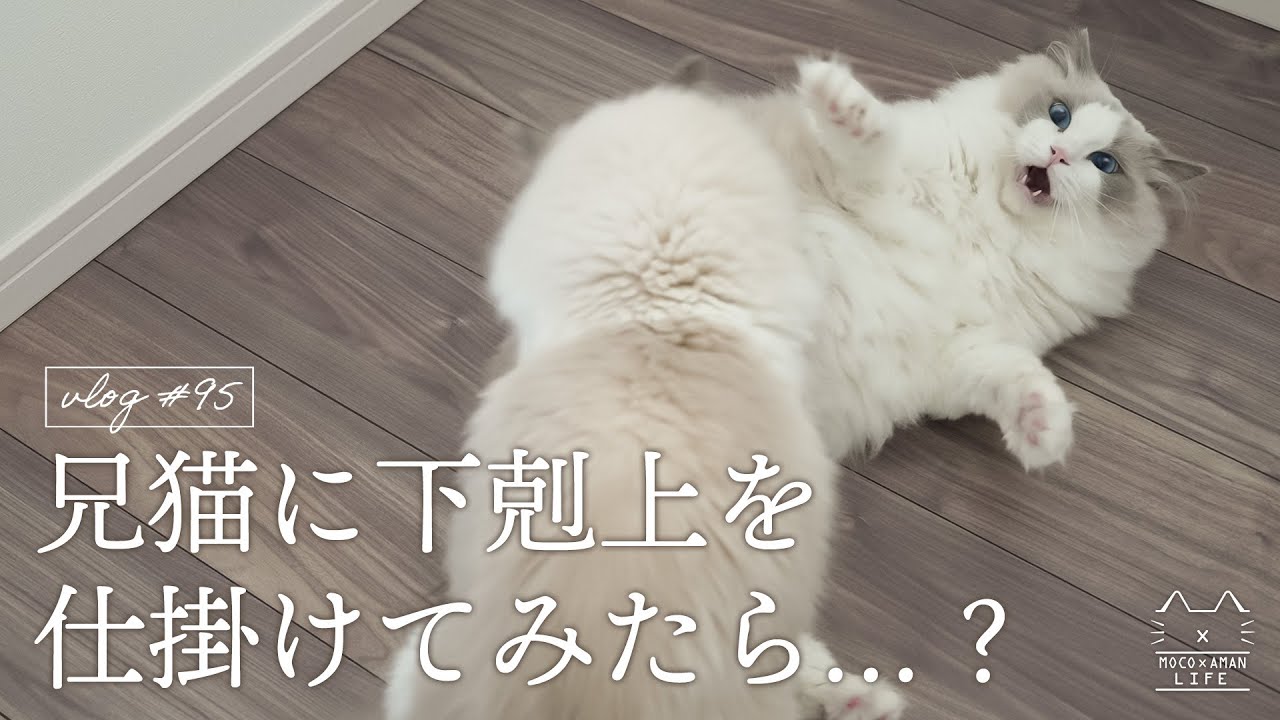 兄猫に下剋上のケンカを仕掛けてみた弟猫｜ラグドール猫 #95