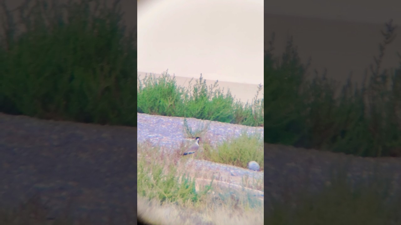 Bird's Zooming Test | Red Lapwing | @ali_722