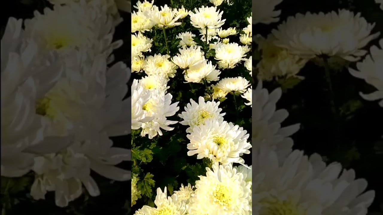 #gardenhomekgp #viral #youtubeshorts #youtube #flowers