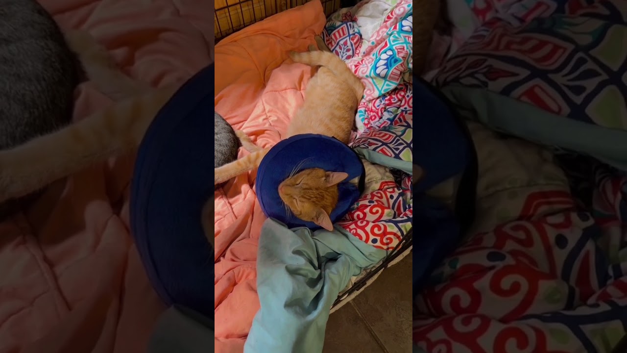 BENCMATE Protective Inflatable Collar for Dogs and Cats Review