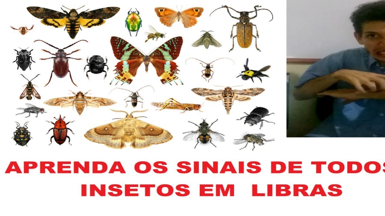 INSETOS EM LIBRAS (AULA COMPLETA)
