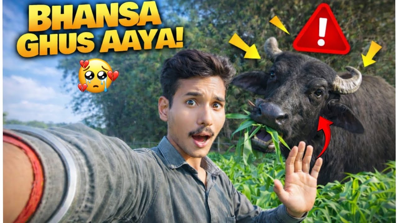 Bhainsa Ghusa Khet Mein 😲 Mera Saara Makai Khatam 😭|| Farming Life Vlog | 
