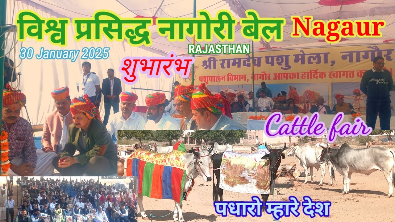 रामदेव पशु मेला नागौर राजस्थान नागोरी बेल Cattle fair NAGAUR Raj. पधारो म्हारे देश। @LUCKYPRIMENEWS
