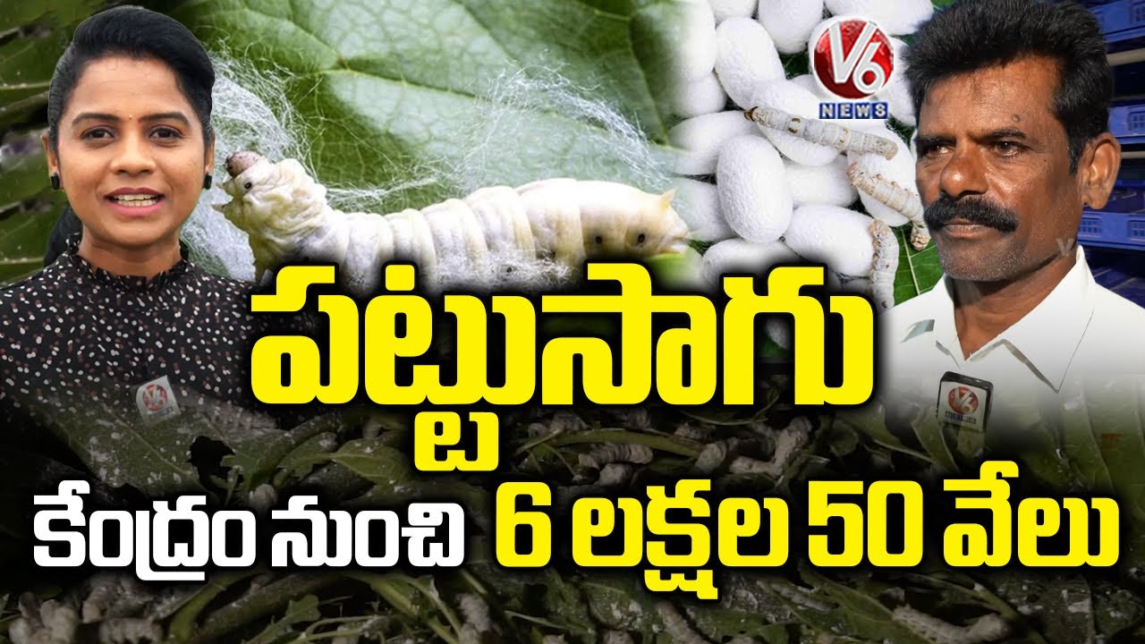 Sericulture Step By Step Process | Pattu Farming Process In Siddipet | V6 News