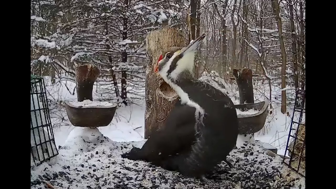 The Bird Perch Live - Platform Bird Feeder in Michigan - 1/25/2026