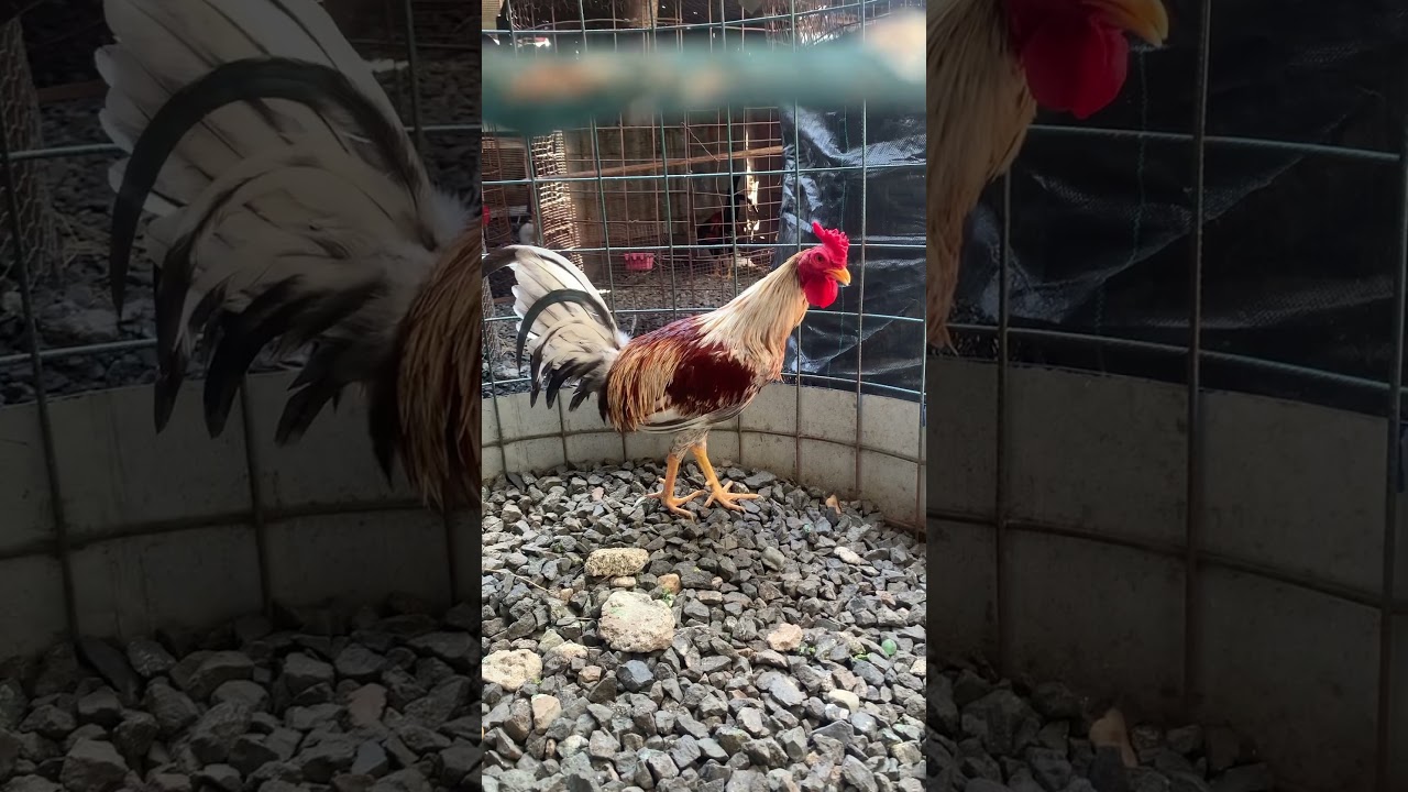 Gallo canelo fino