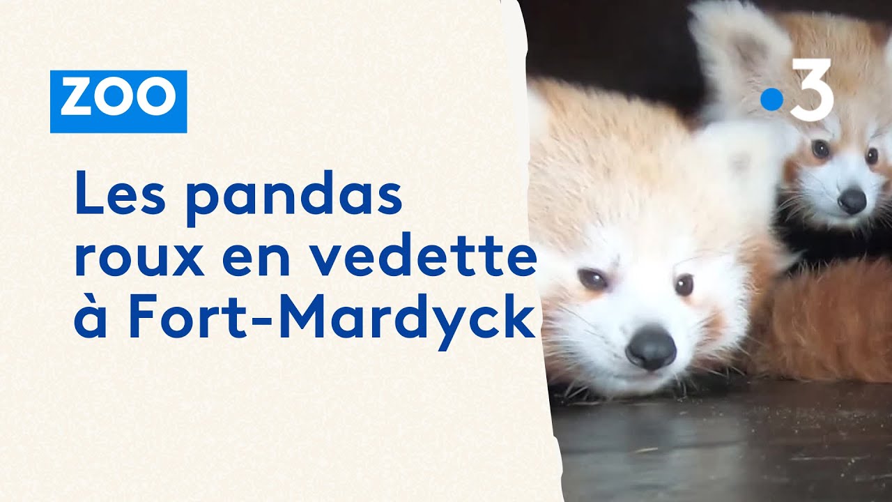 Les pandas roux en vedette &agrave; Fort-Mardyck