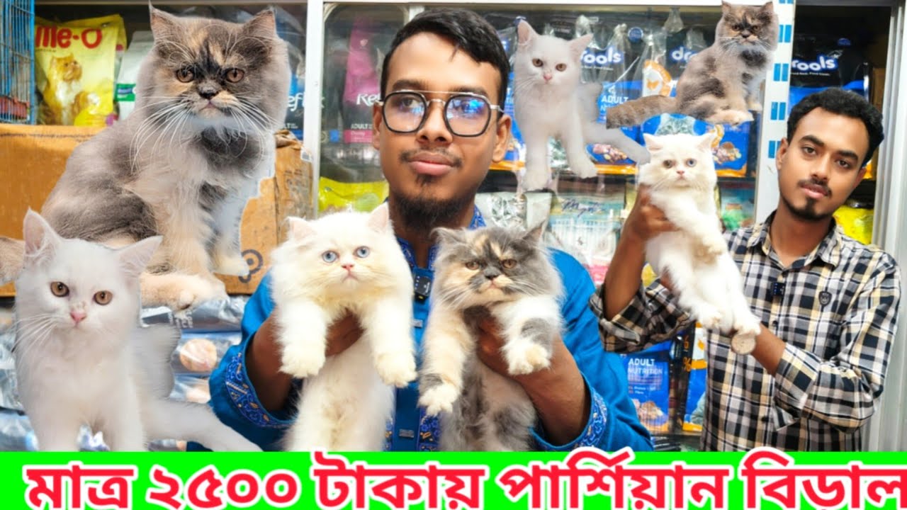 Persian Cat Price in Bangladesh | Blue Eyes  Persian Cat price | Cat price in Bangladesh #cat
