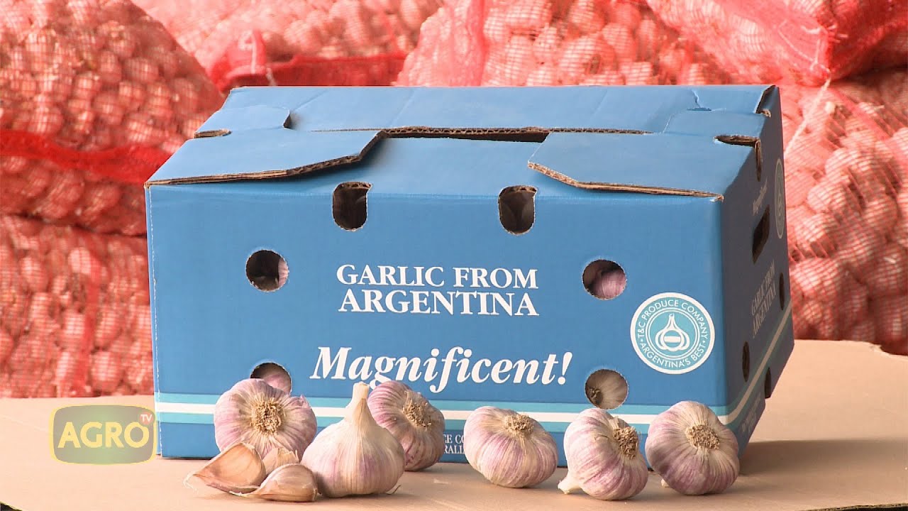 Ajos con pasaporte, de Mendoza al mundo. Fideicomiso Santa Rita (#919 2021-03-13)