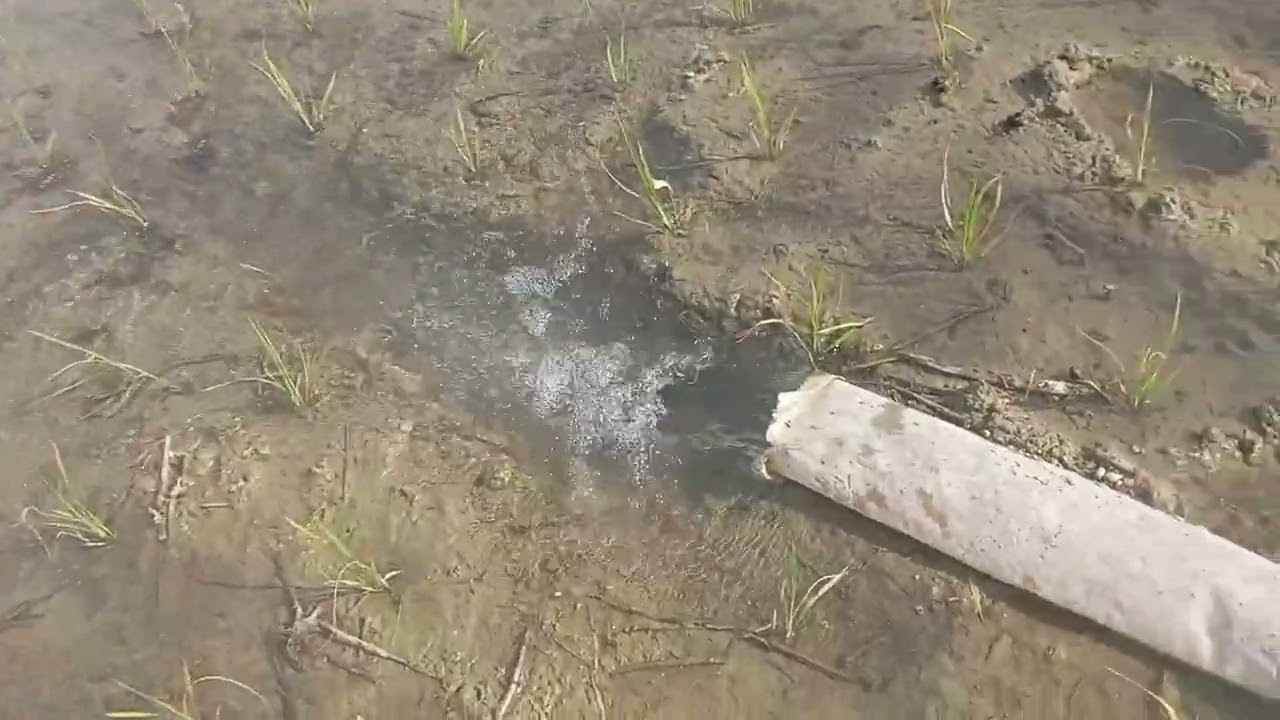 Kete pani dimu