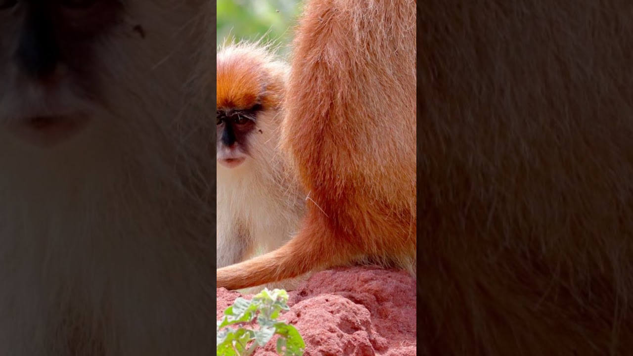 The patas monkey 