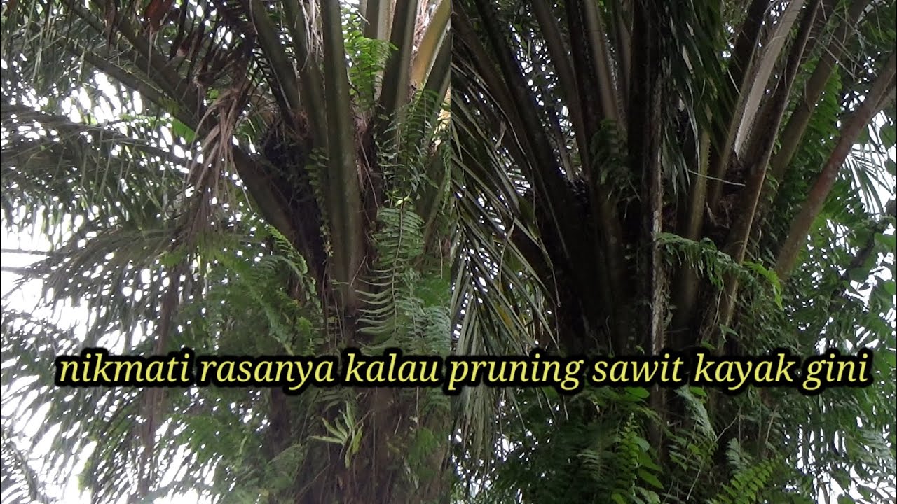 pruning sawit gondrong tidak terawat