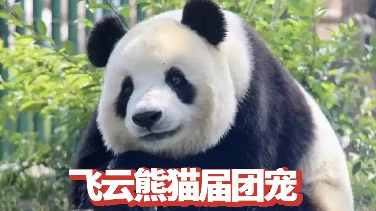 飞云才是熊猫届的团宠吧！就连接飞云下班也是满满的仪式感，对它永远是温柔以待！【追娱秀场】