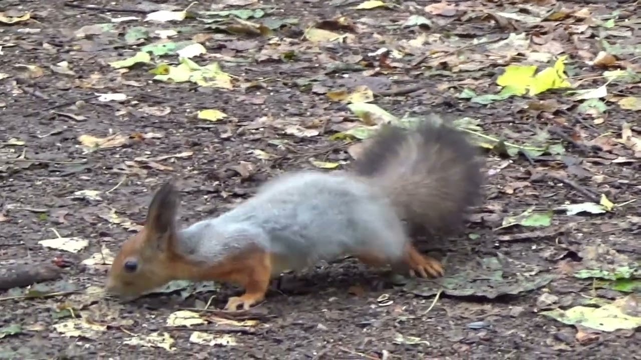 🥜🥜 #cute squirrel 💥💥 #khana ke talash me#asif ytmk🐿️💯💯💯