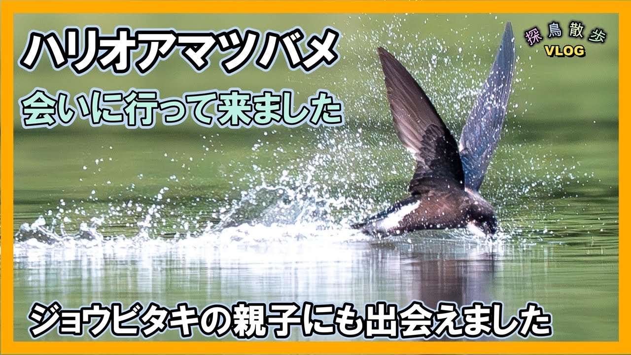 【探鳥散歩 VLOG】ハリオアマツバメに会いに行って来ました。霧ヶ峰にも再度行って来ました