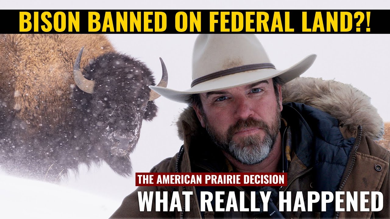 BLM ‘KICKS BISON OFF THE LAND’? The Story the Headlines Didn’t Tell