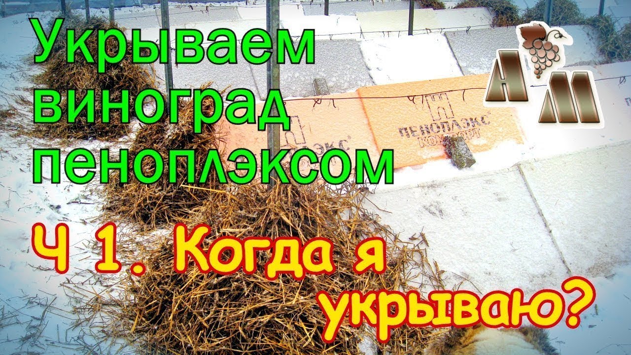 🍇 Зимнее укрытие винограда пеноплэксом - 1. Когда я укрываю виноград на зиму