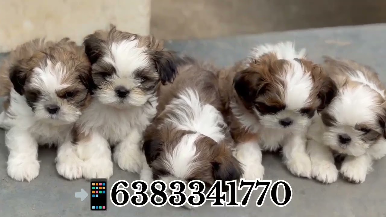 Shihtzu puppy sale in madurai/coimbatore/Theni/bangalore/hosur/selam/Trichy/erode