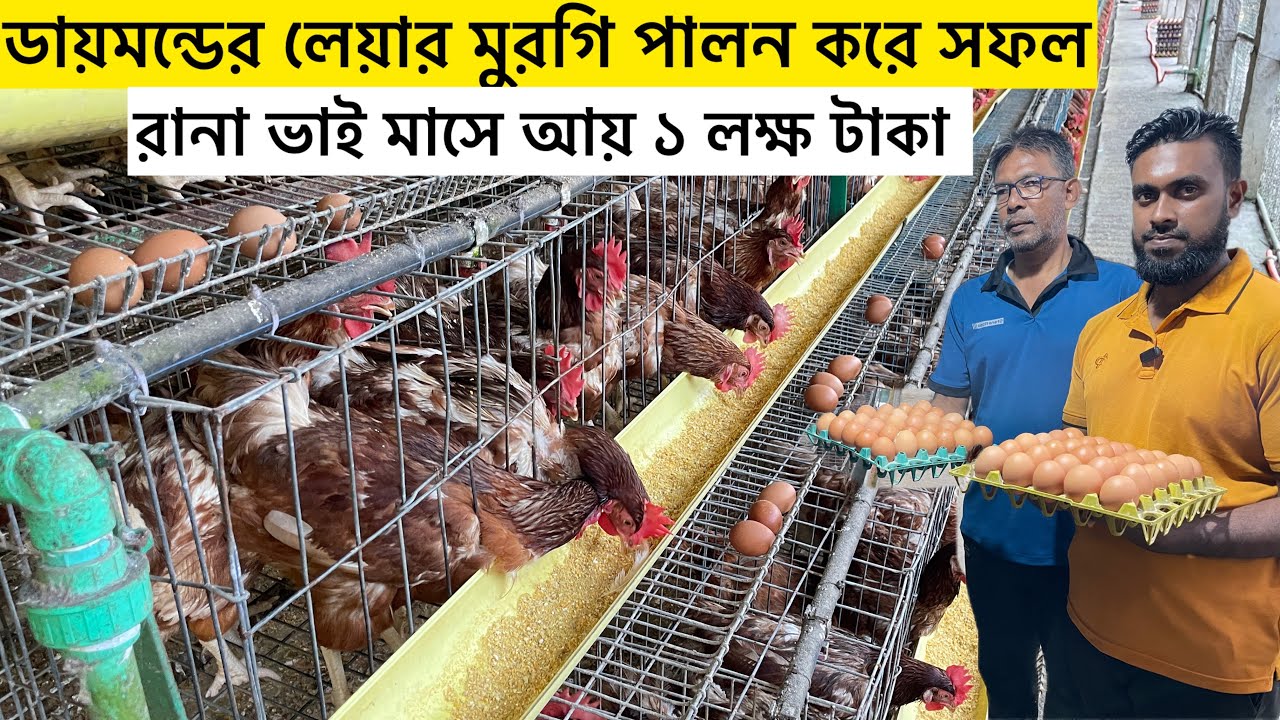 ডায়মন্ডের লেয়ার মুরগি পালন করে সফল রানা ভাই | লেয়ার মুরগি পালন পদ্ধতি | layer murgi farm | Aminagro 