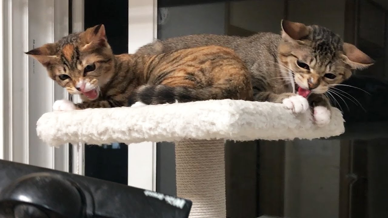 청소를 못하겠네