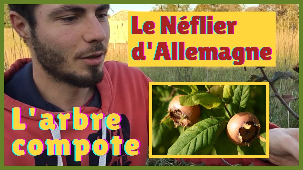 Pourquoi cultiver le Néflier d'Allemagne ou Néflier commun (Mespilus germanica) ?