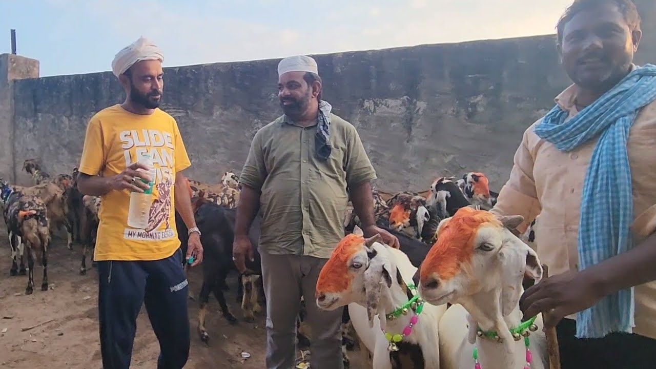 Balaheri Bakra Mandi Documentary | Shakeel Bhai Jaipur | Biggest Mandi Rajasthan.