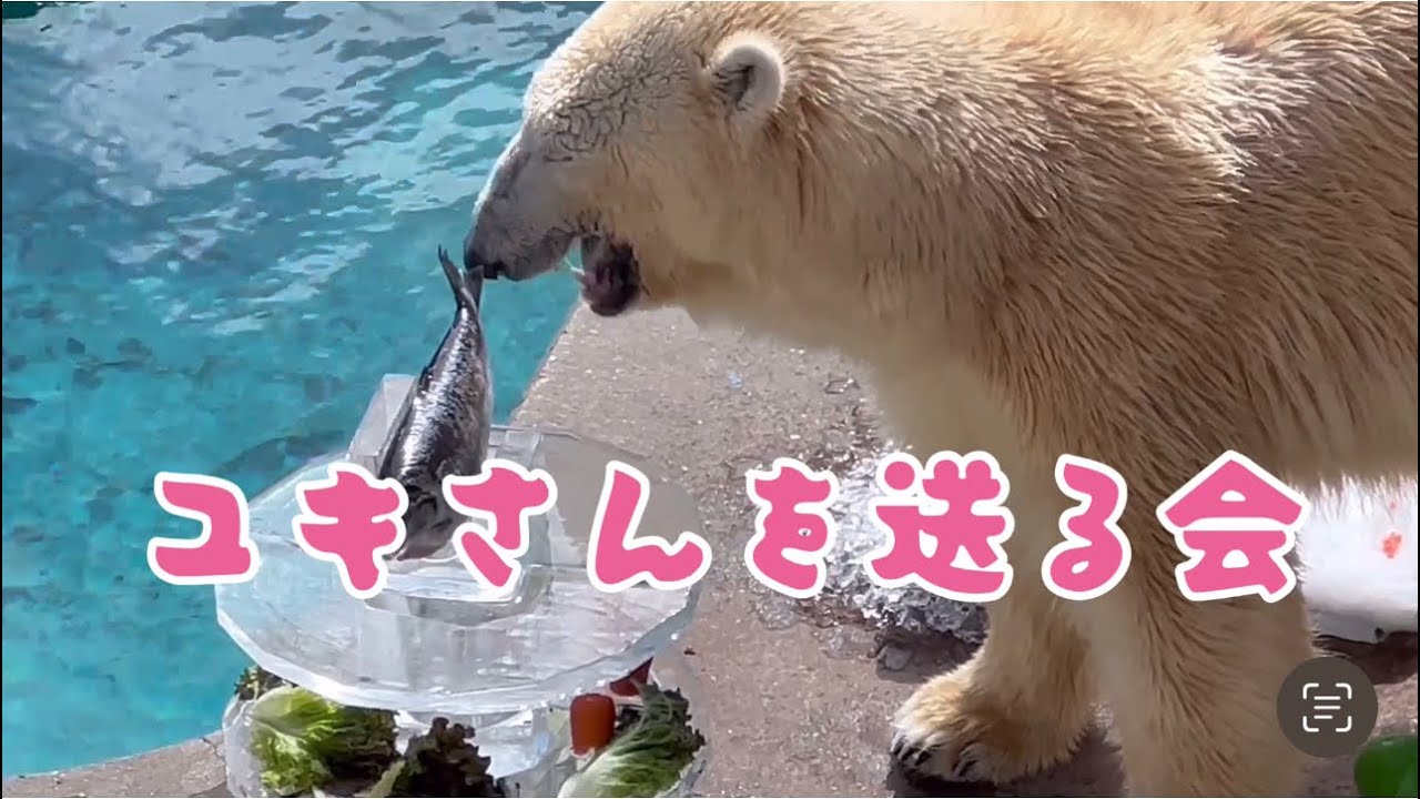 みんなでユキの旅立ちを見送ろう♡おなじみ飼育員さんの解説差替え♪男鹿水族館GAOのホッキョクグマʕ•ᴥ•ʔ